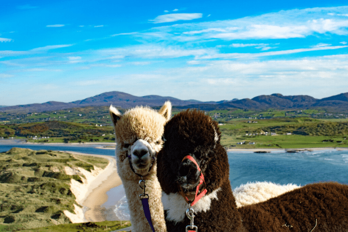 Walk with Alpacas in Inishowen