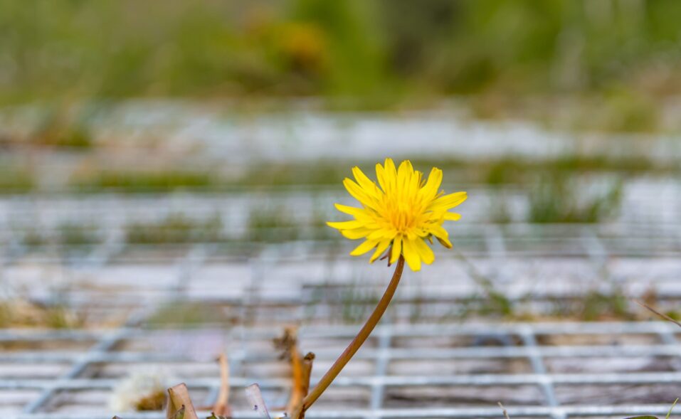 Clara Bog Nature Reserve Wildflower Co Offaly TI713L4 1 - Inishowen Gateway
