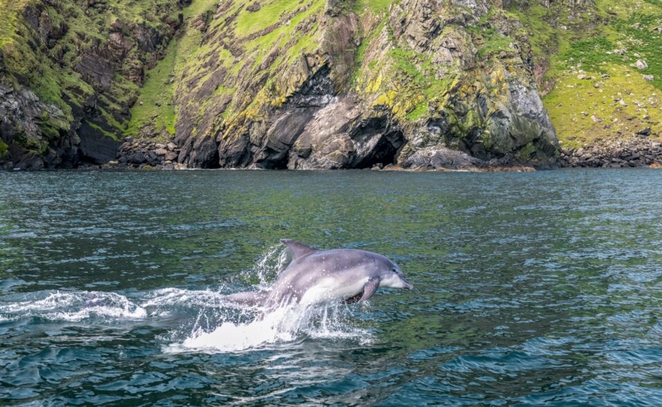 Dolphin Malin Head Co Donegal TI7RKN 1 Custom - Inishowen Gateway