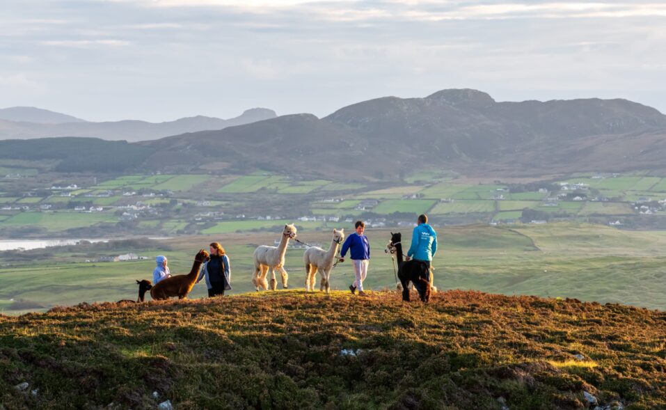 Wild Alpaca Way Malin Head Co Donegal TI7OSD 1 Custom - Inishowen Gateway