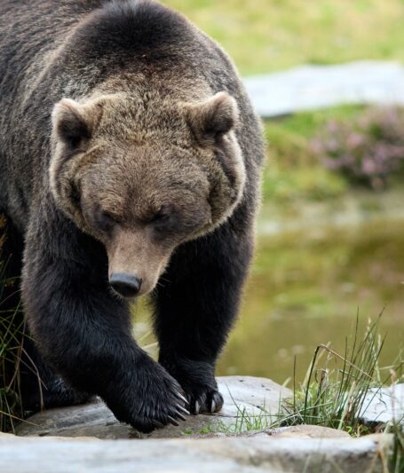 Wild Ireland Bear 02 - Inishowen Gateway