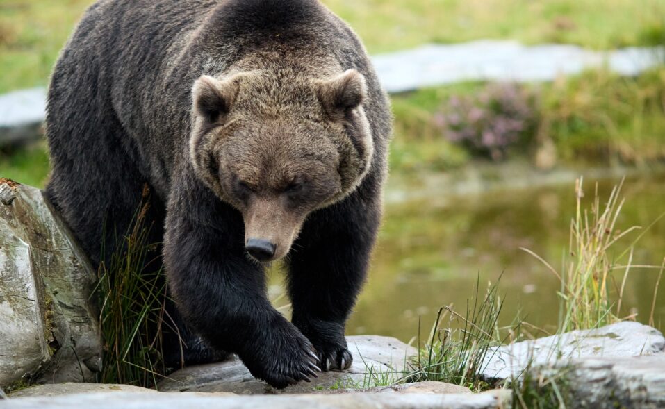 Wild Ireland Bear 02 - Inishowen Gateway
